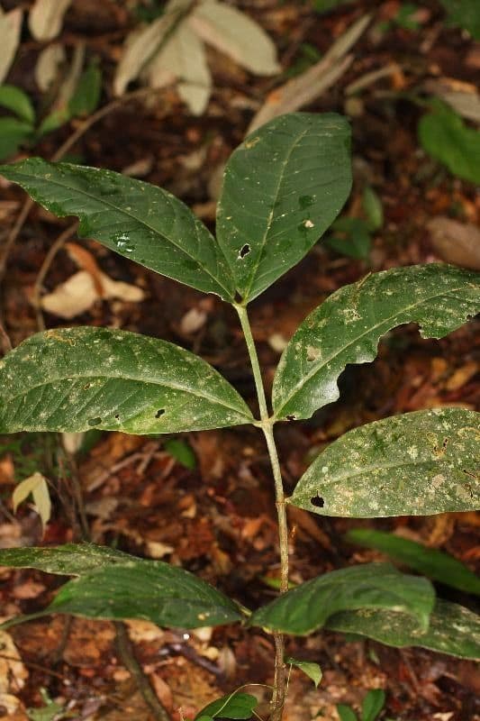 Tabernaemontana