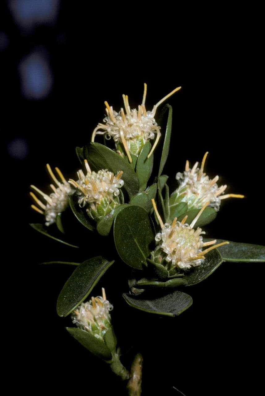 Archidasyphyllum 2