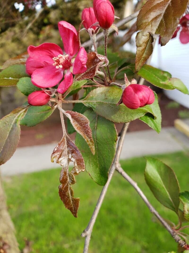 Melo da fiore del Giappone 20