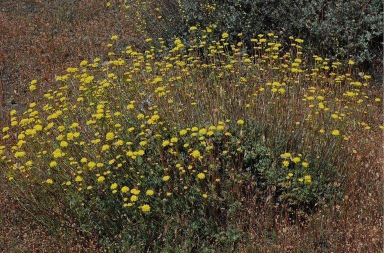 Eriogonum 2