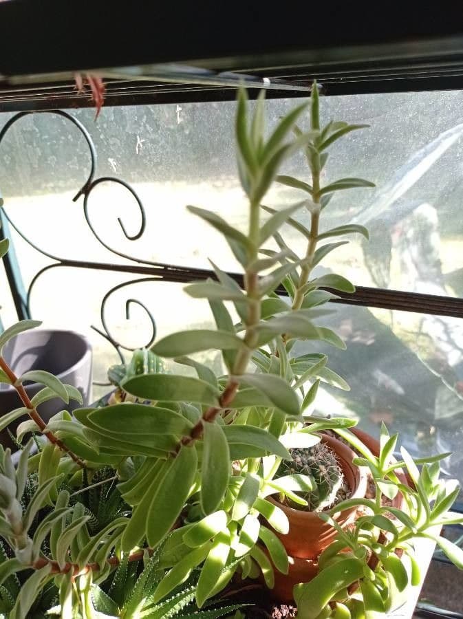 Crassula 9