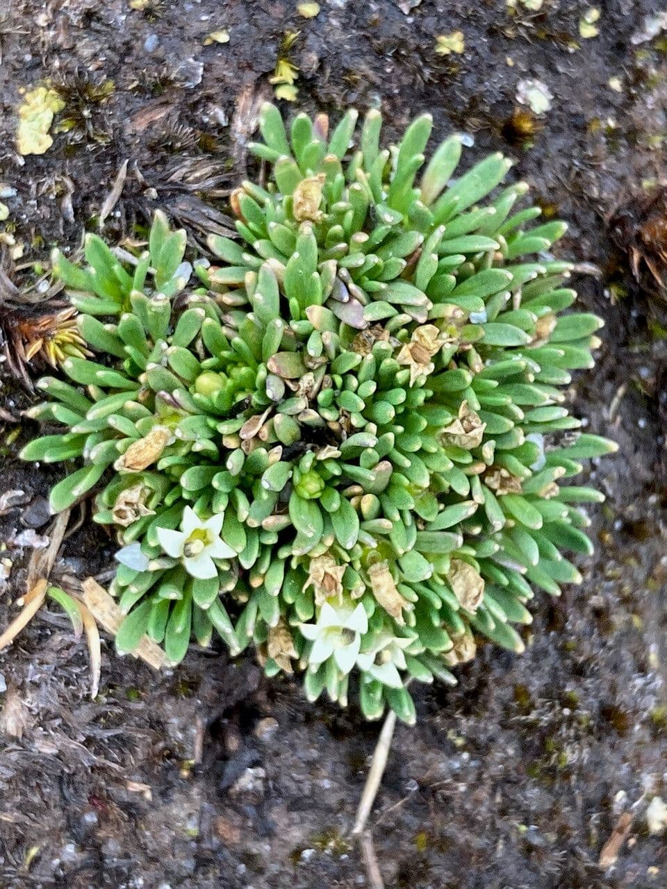 Lysipomia 5