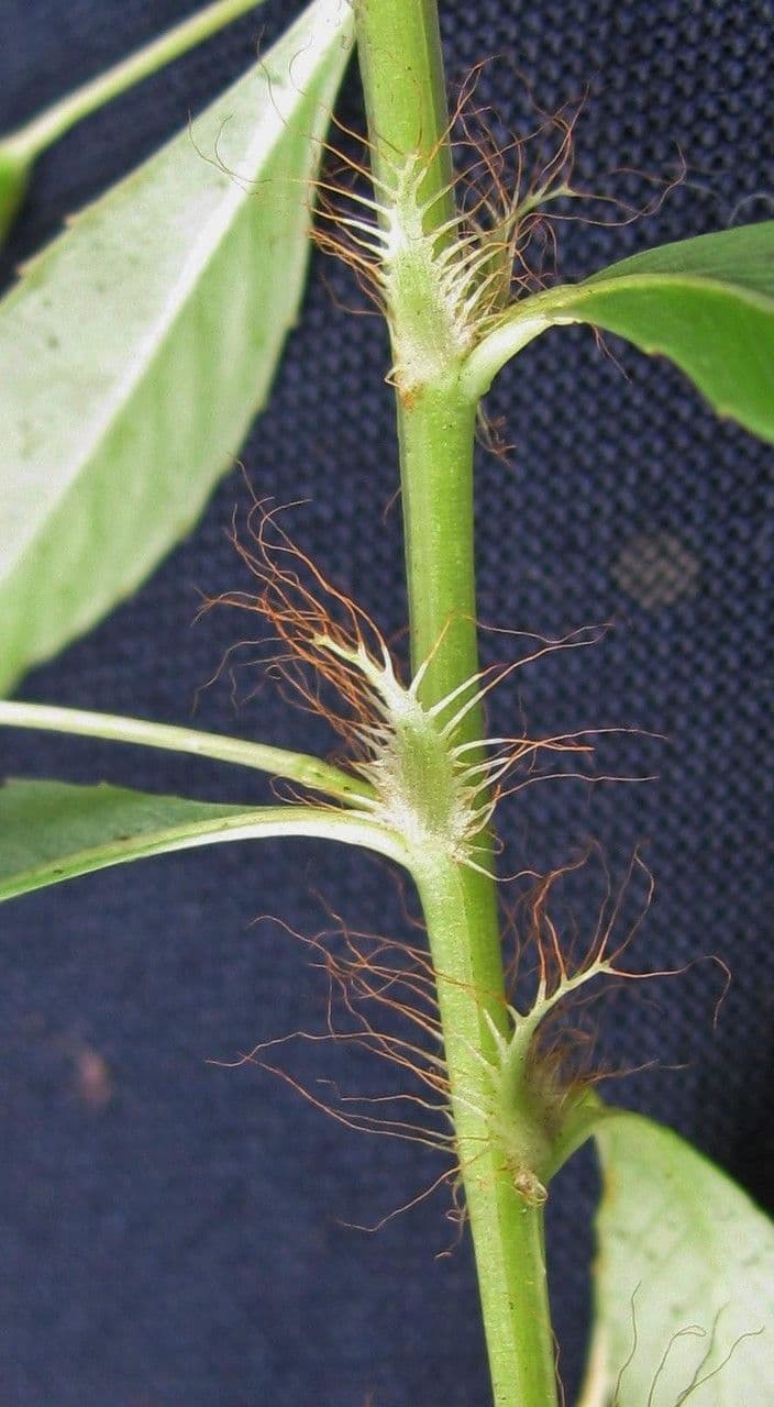 Sauvagesia 22