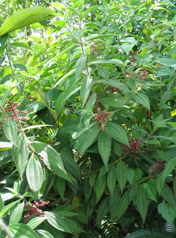 Miconia 11