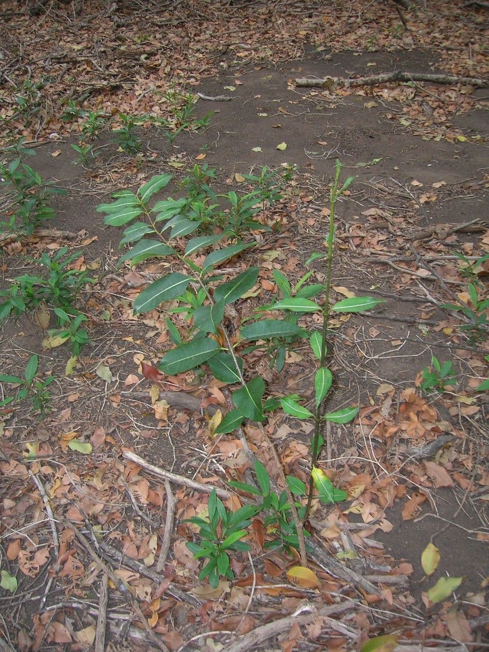 Cryptostegia 11