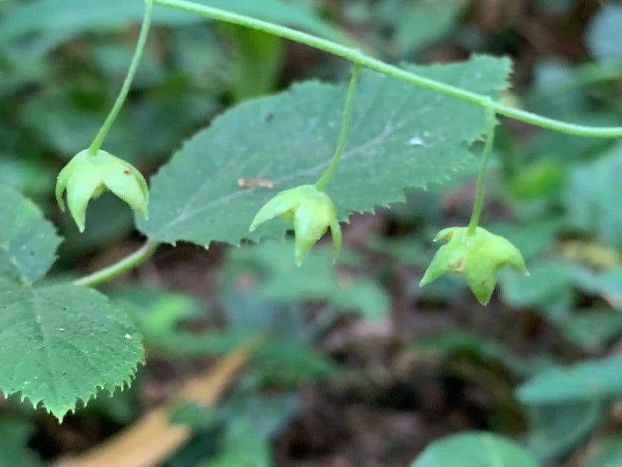 Omphalodes verna