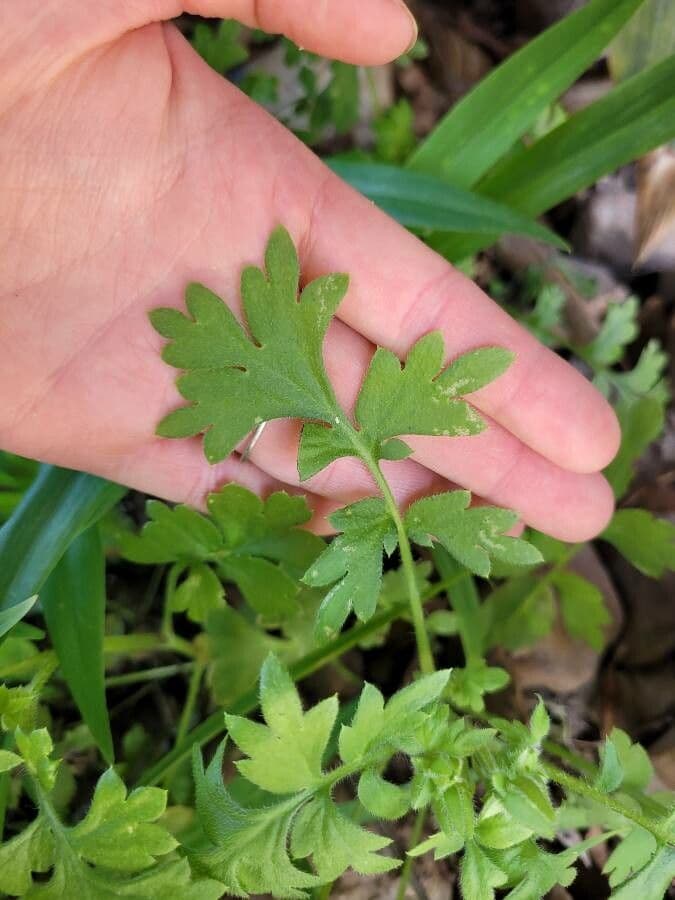Nemophila 14
