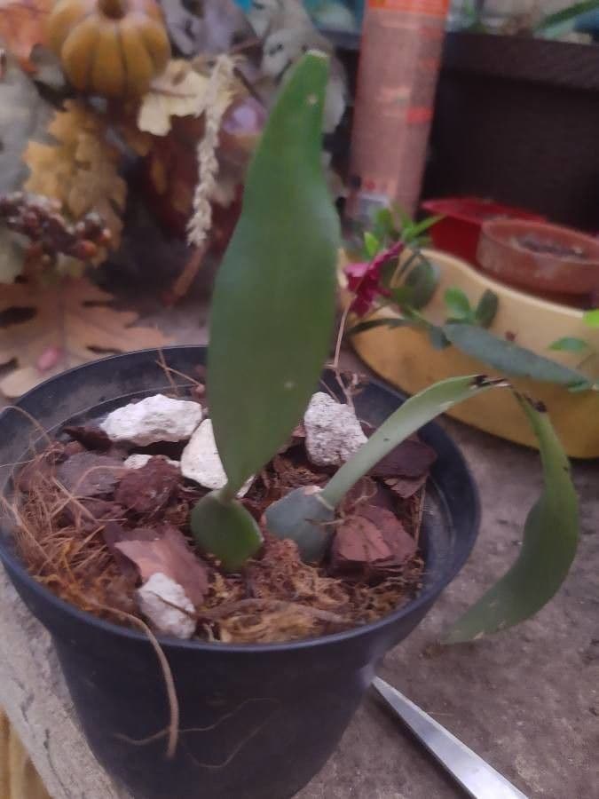 Brassia 11