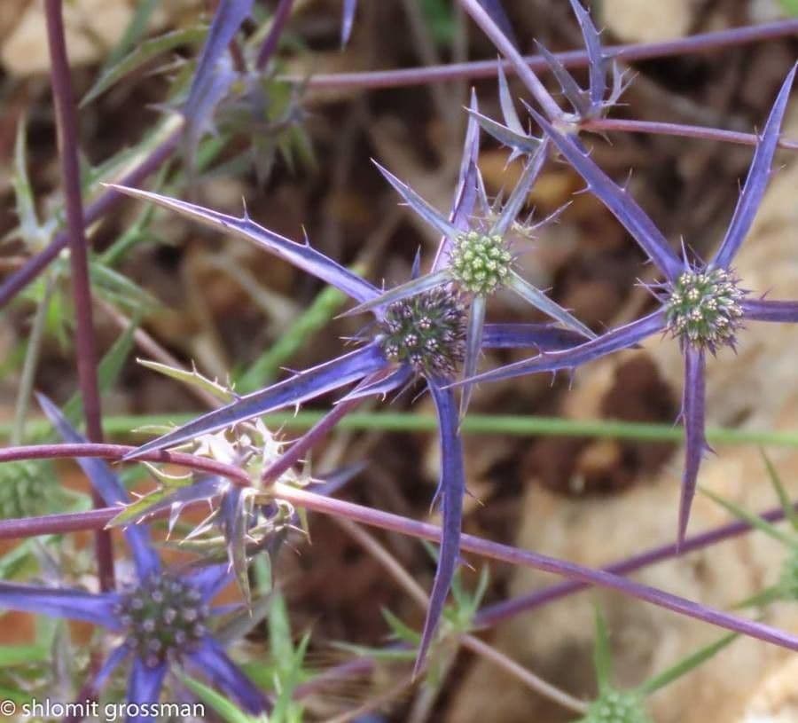 Panicaut crétois 10