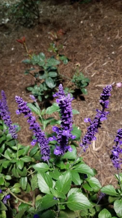 Mealy Sage 9