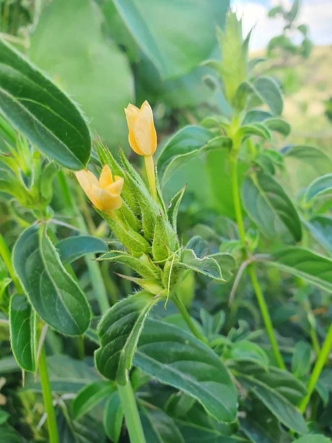Barleria 6