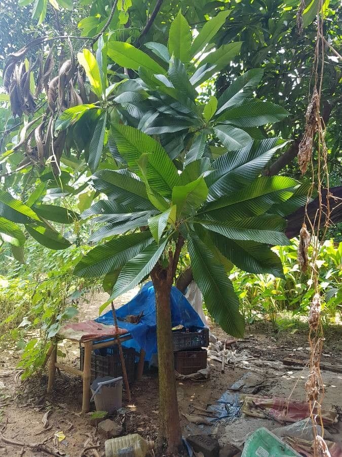 Dillenia indica 18