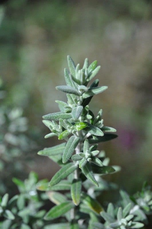Hubertia 16