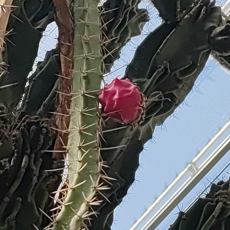 Cactus Regina della notte 3