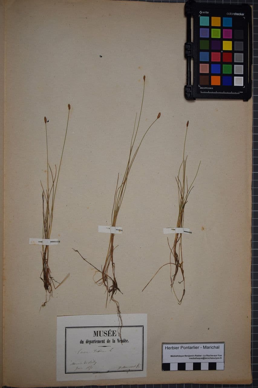 Carice dioica 18