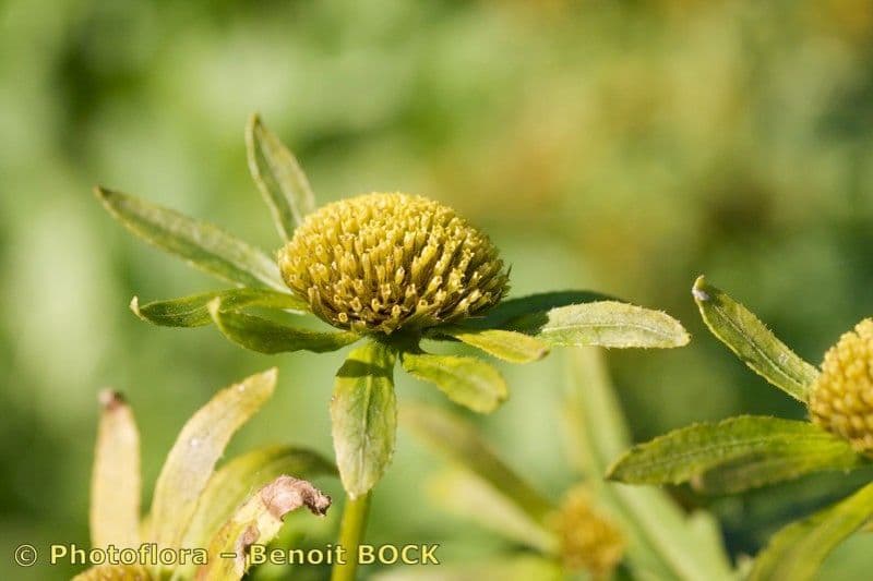 Bidens radiata 5