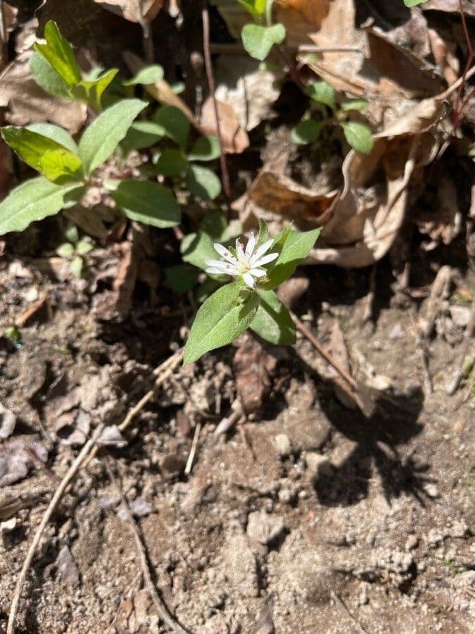 Stellaria pubescente 2