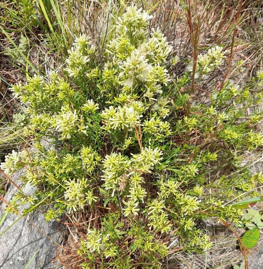 Baccharis 3