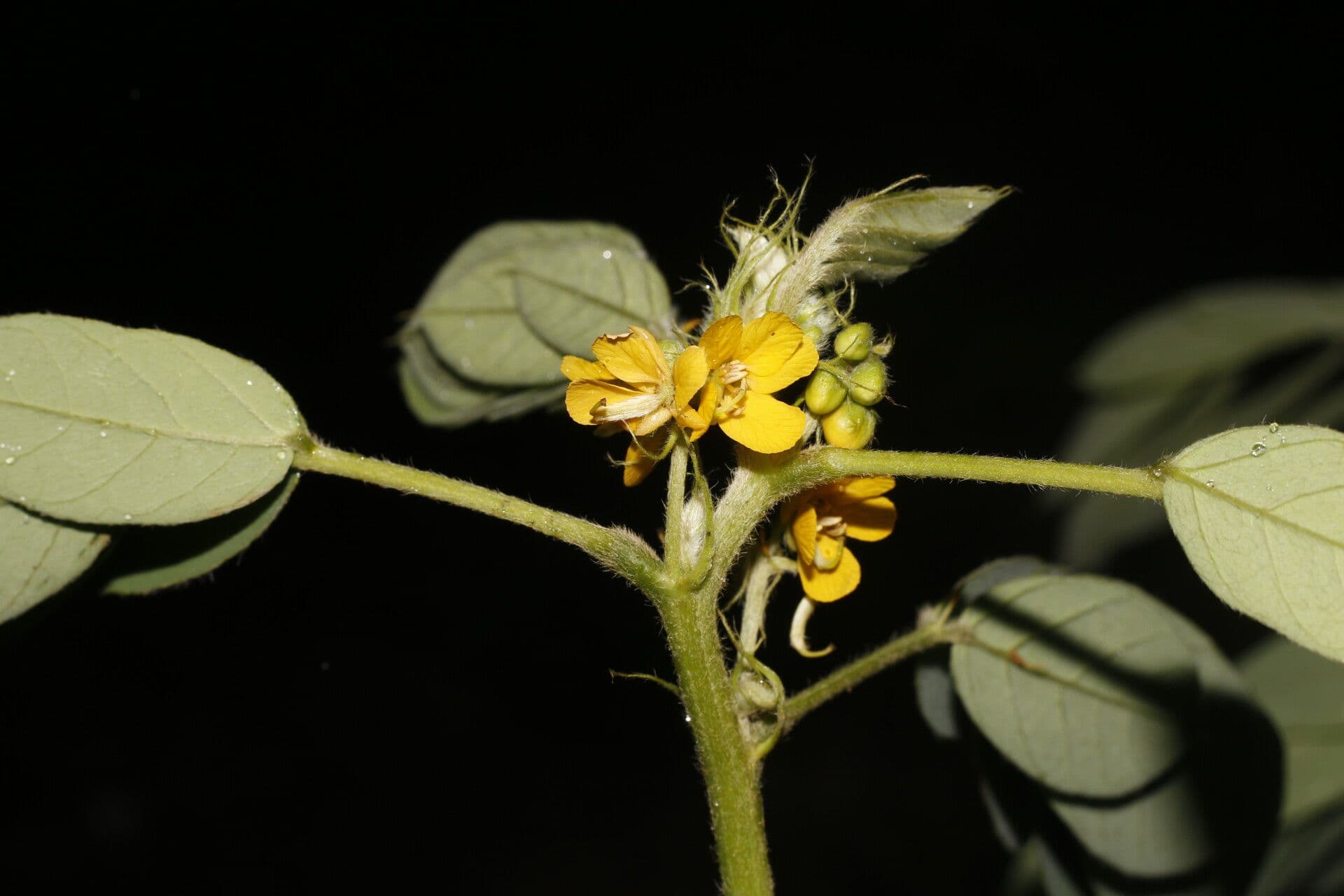 Einblättrige Senna 8