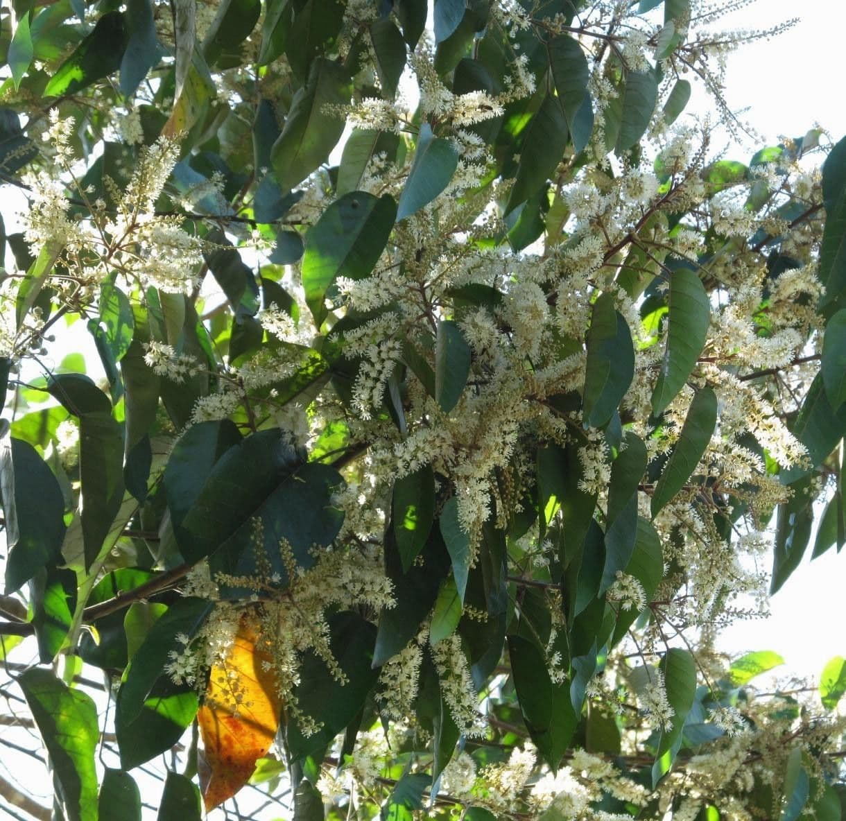 Croton 9