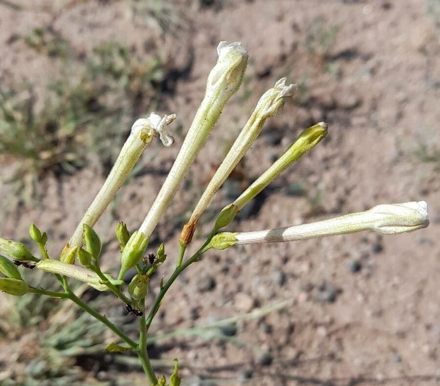 Nicotiana 3