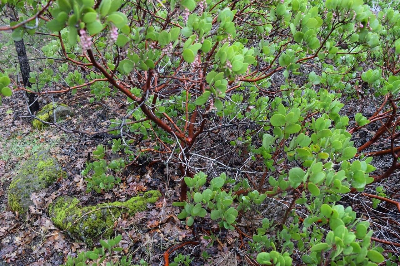 Manzanita 12