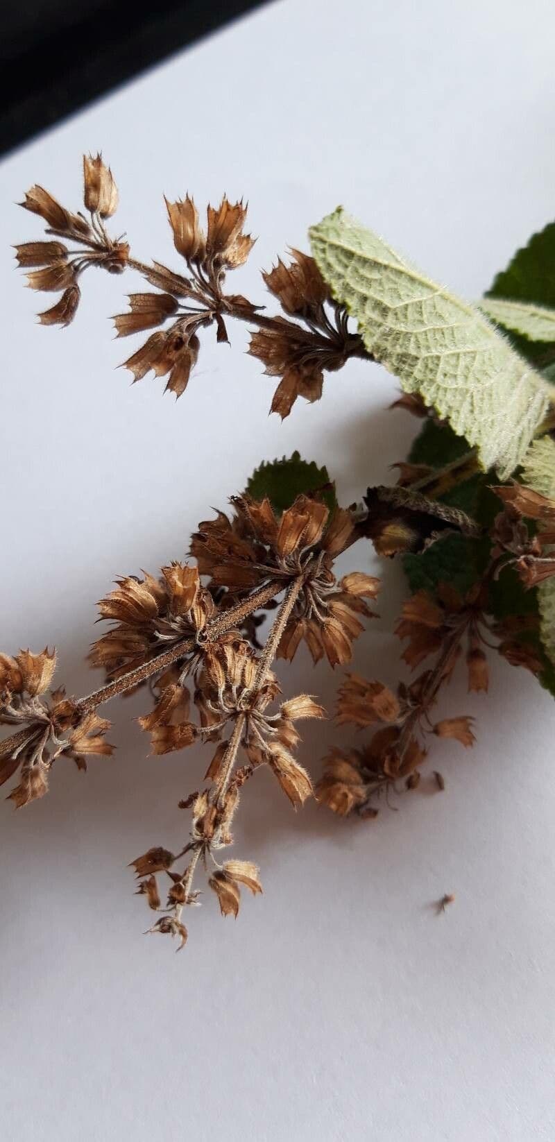 Salvia verticillata 3