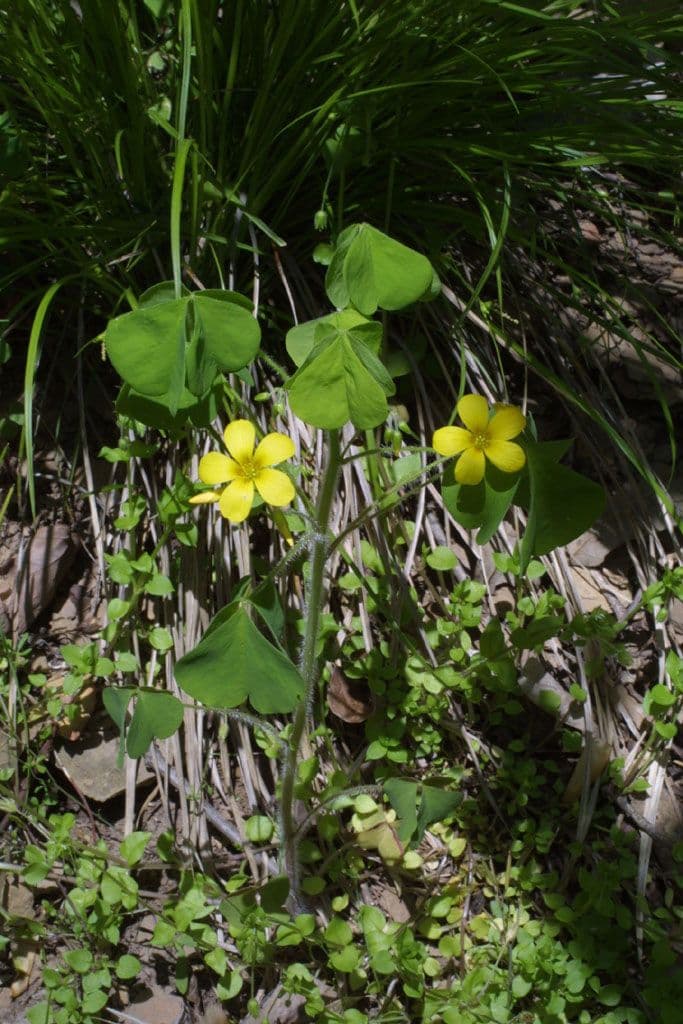 Große Sauerklee 6
