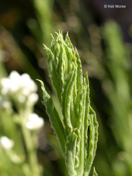 Gnaphalium californiano 14