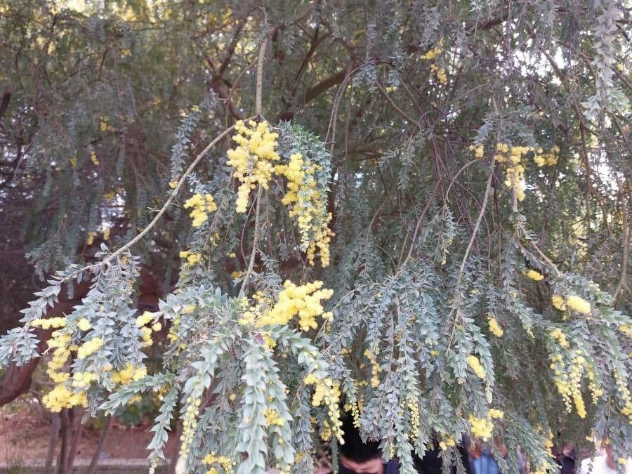 Acacia peluda