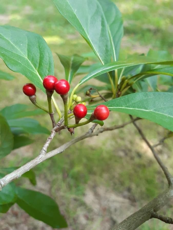 Lindera erythrocarpa 2