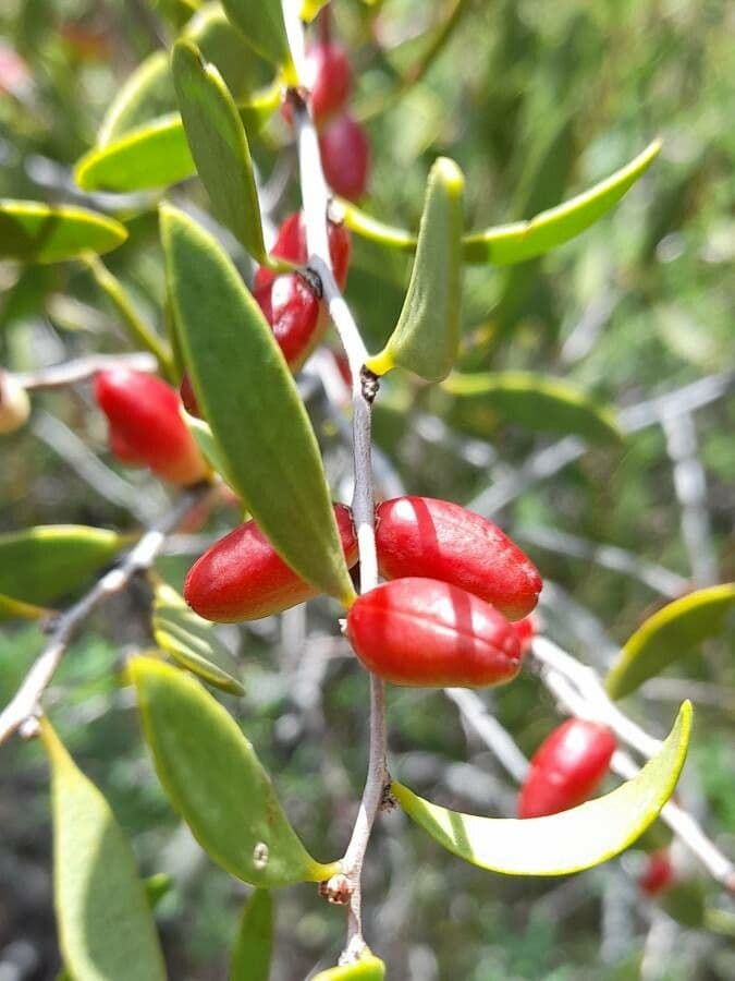 Maytenus