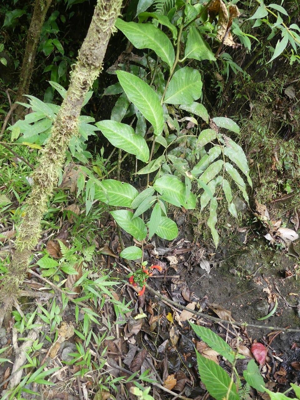 Centropogon 4
