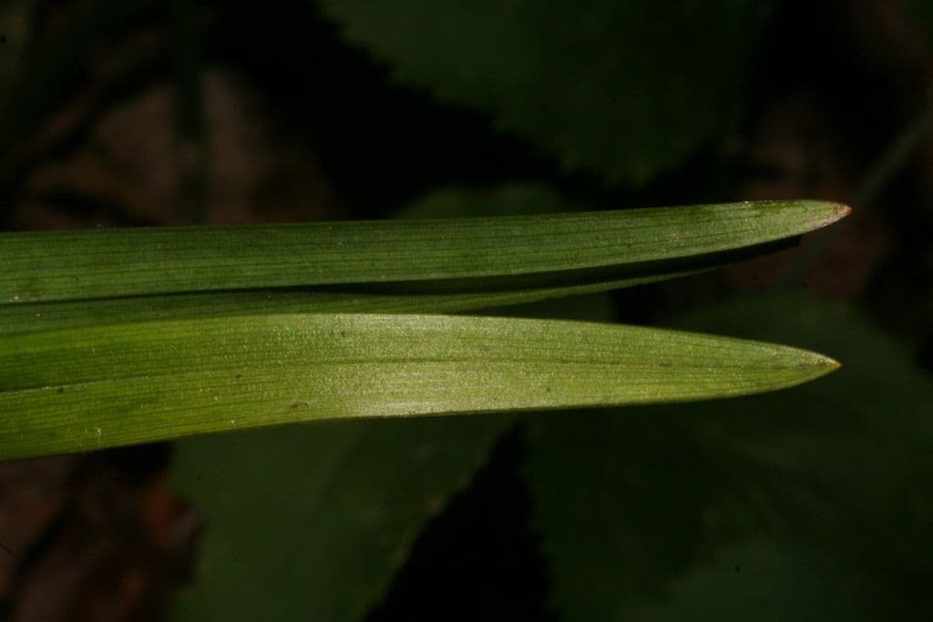 Stenanthium trávolisté 8