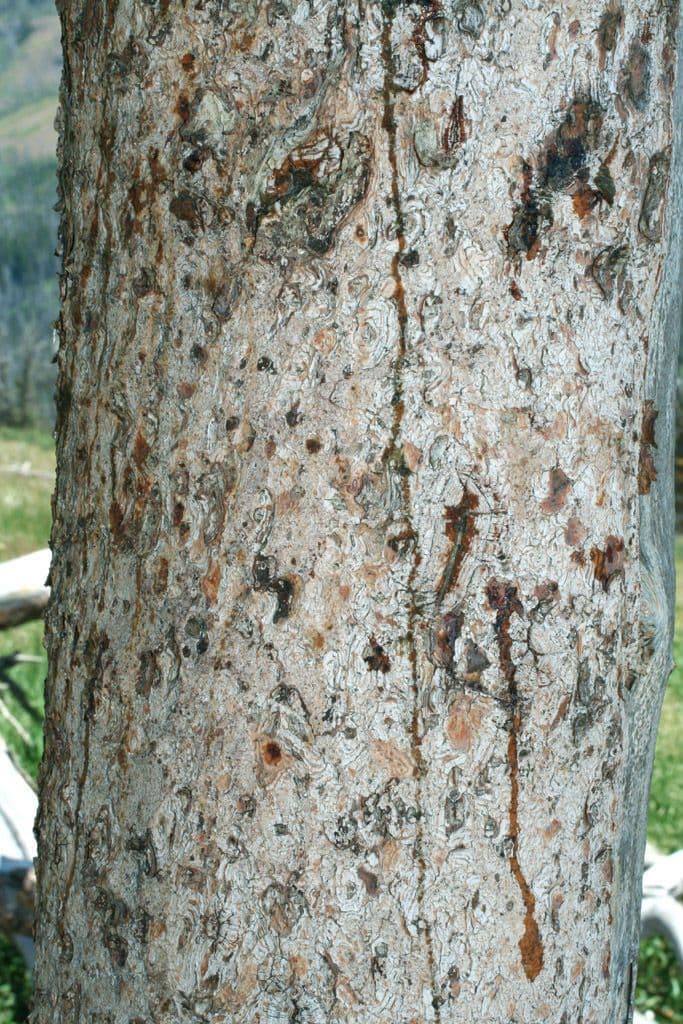 Borovice osinatá 22