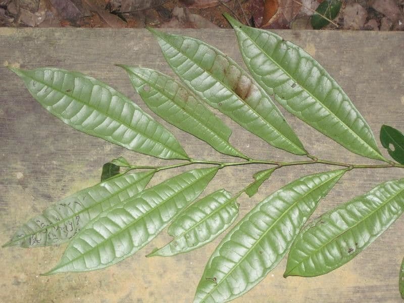 Vantanea 6