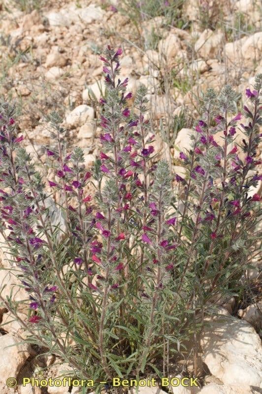 Echium humile 7