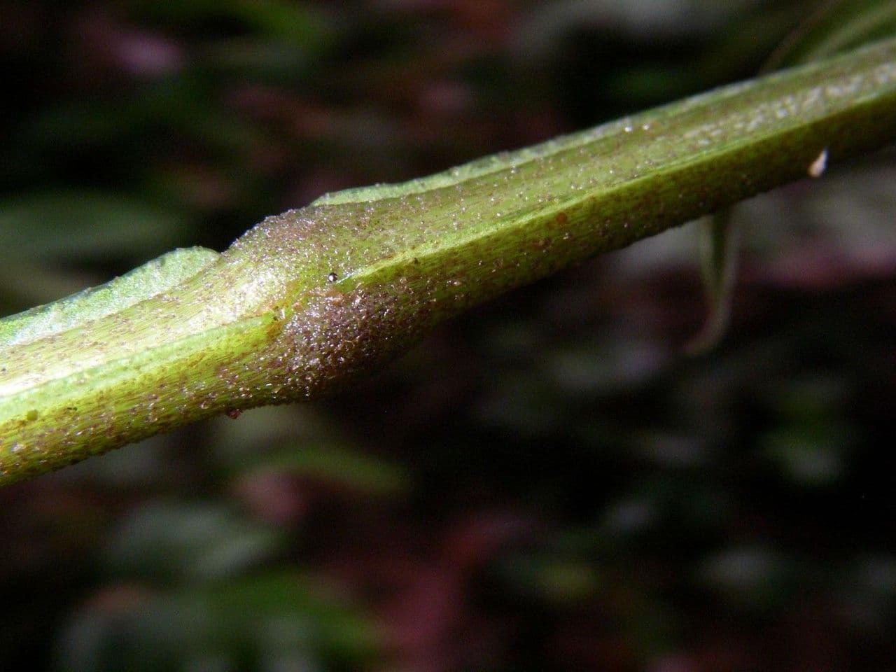 Danaea 7
