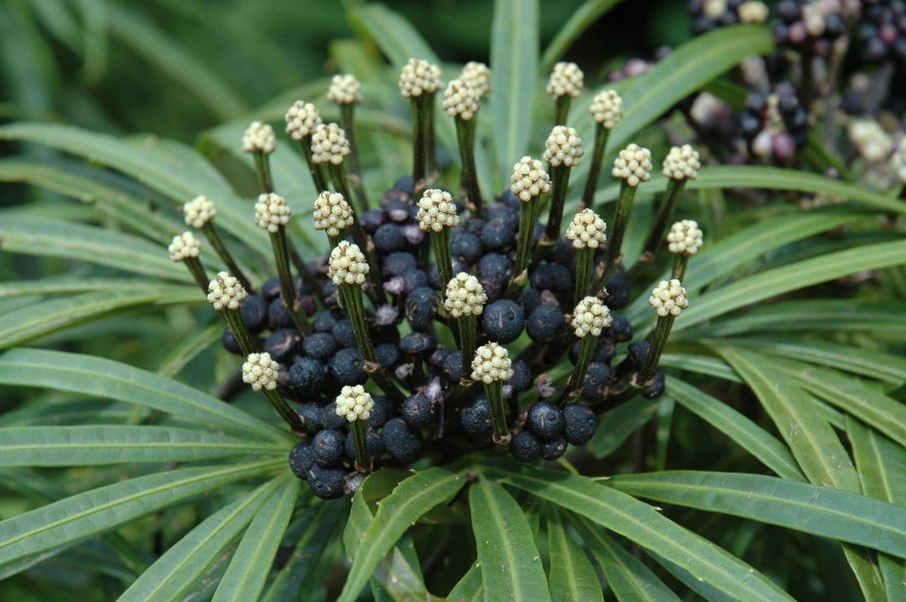 Osmoxylon 8