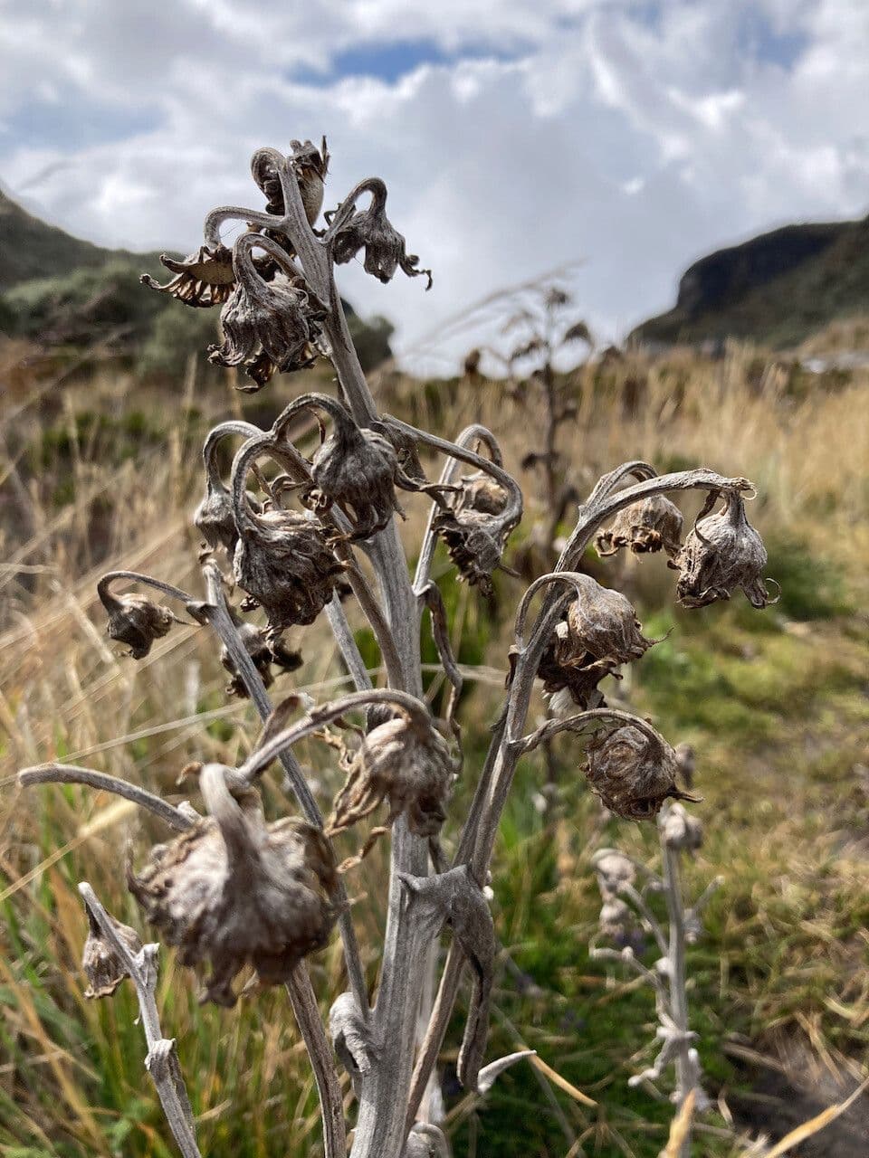 Senecio