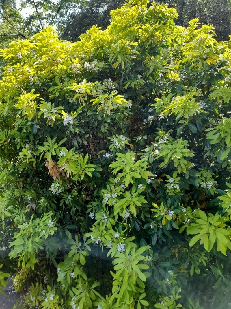 Cotoneaster 13