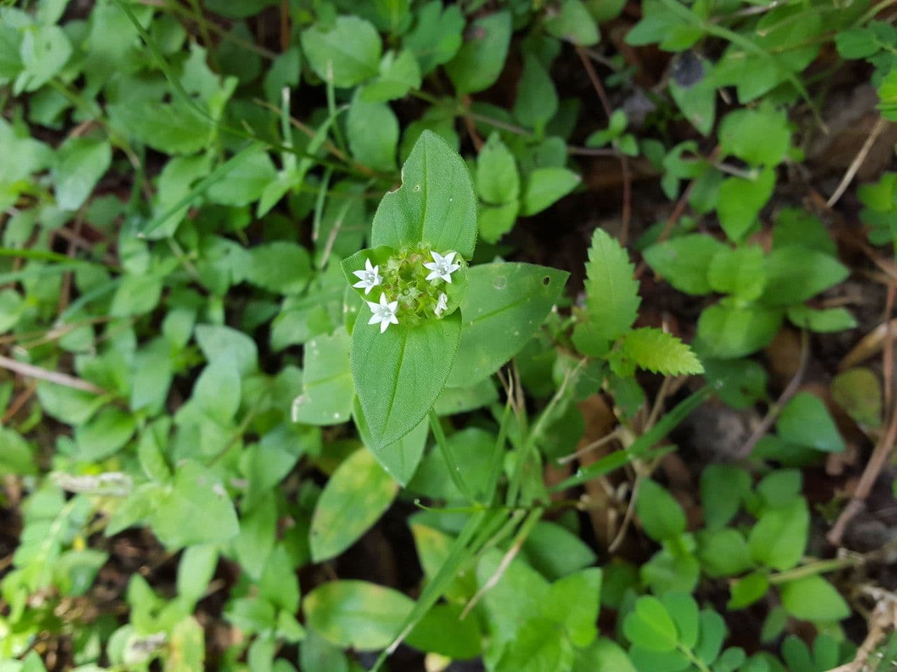 Richardia scabra 12