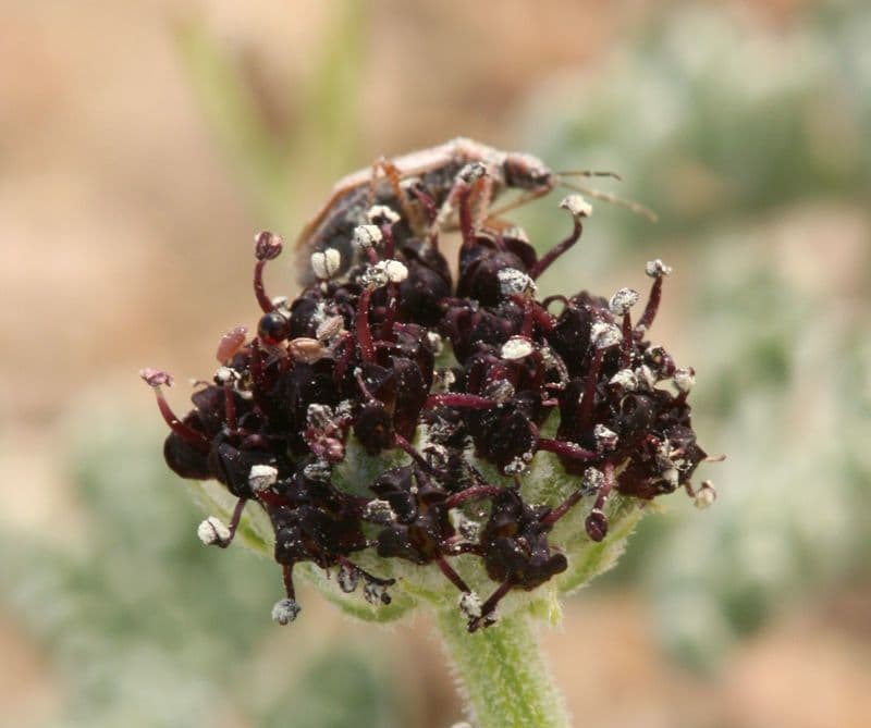 Lomatium mohavensis 3