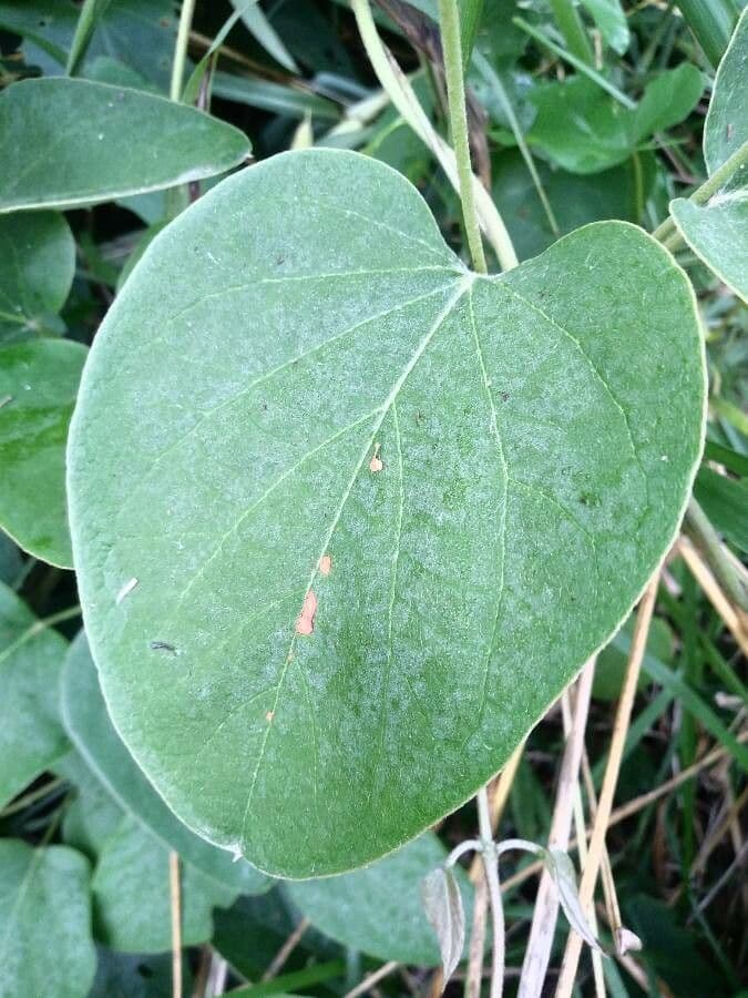 Stigmaphyllon 14