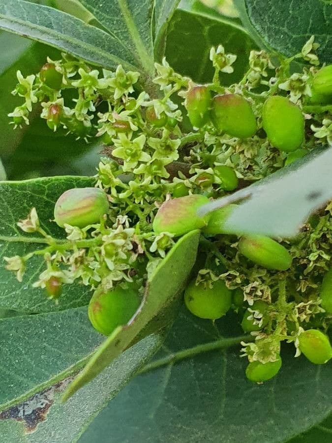 Searsia natalensis 7