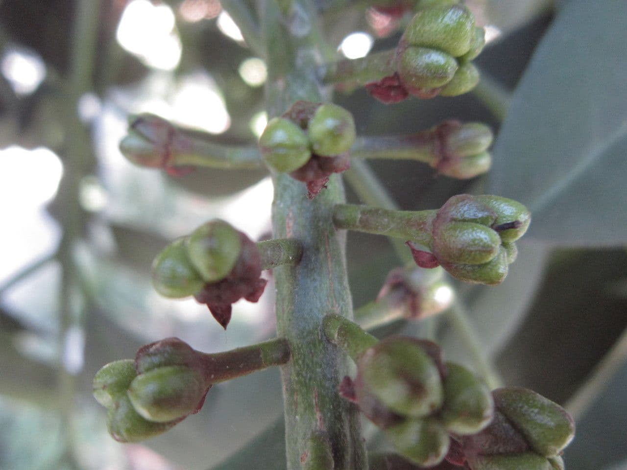 Pilocarpus pernatý 4