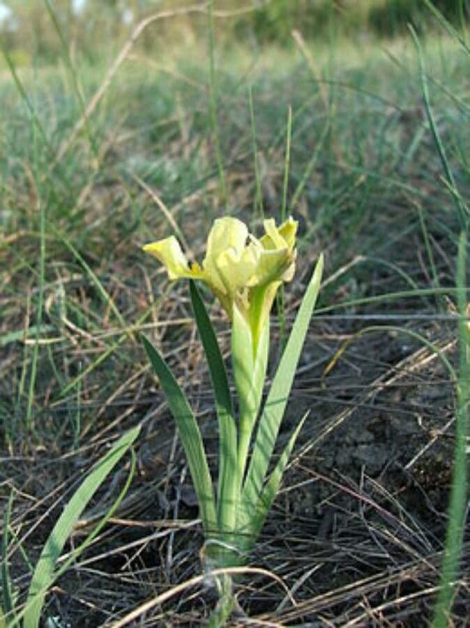 Iris des sables