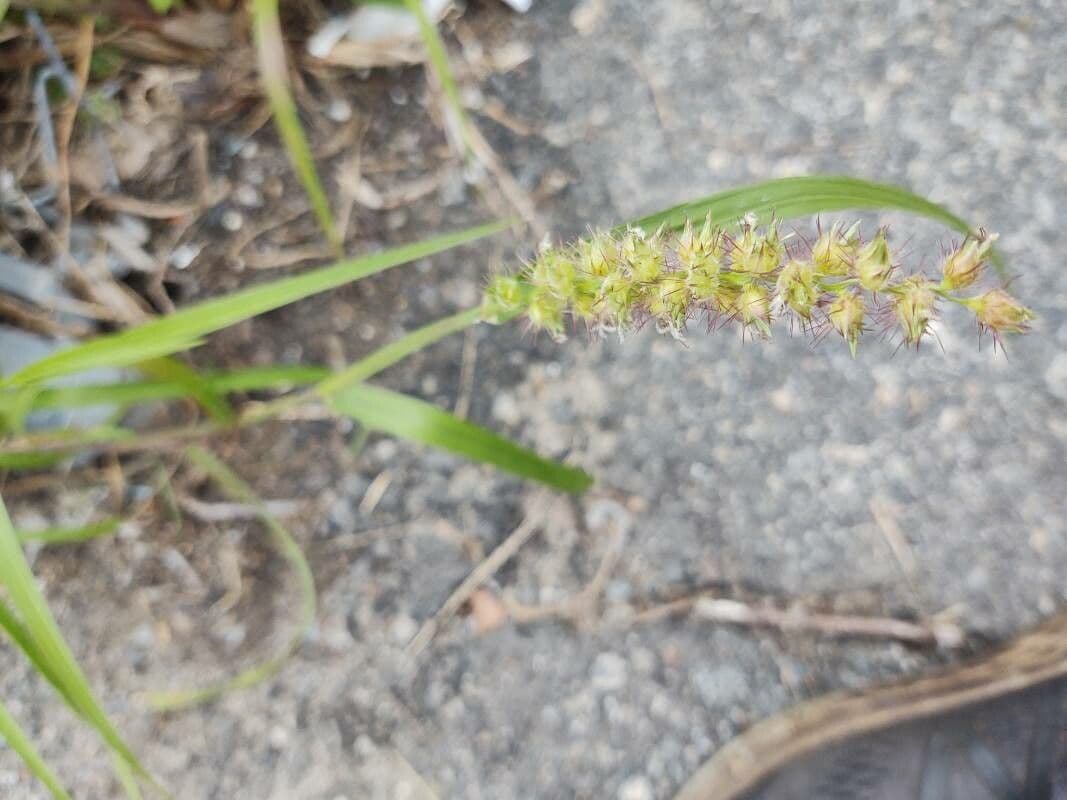 Igel-Hirse