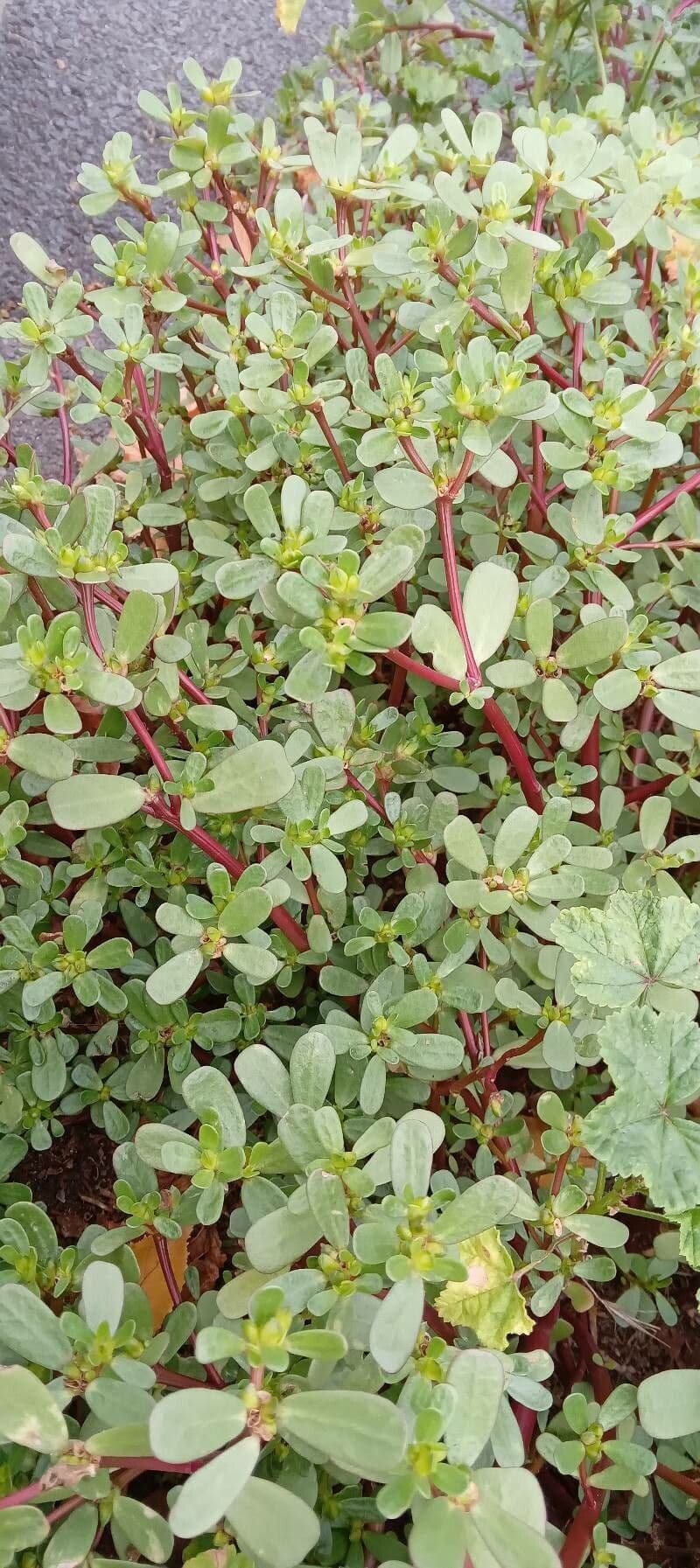 Porcellana comune 15
