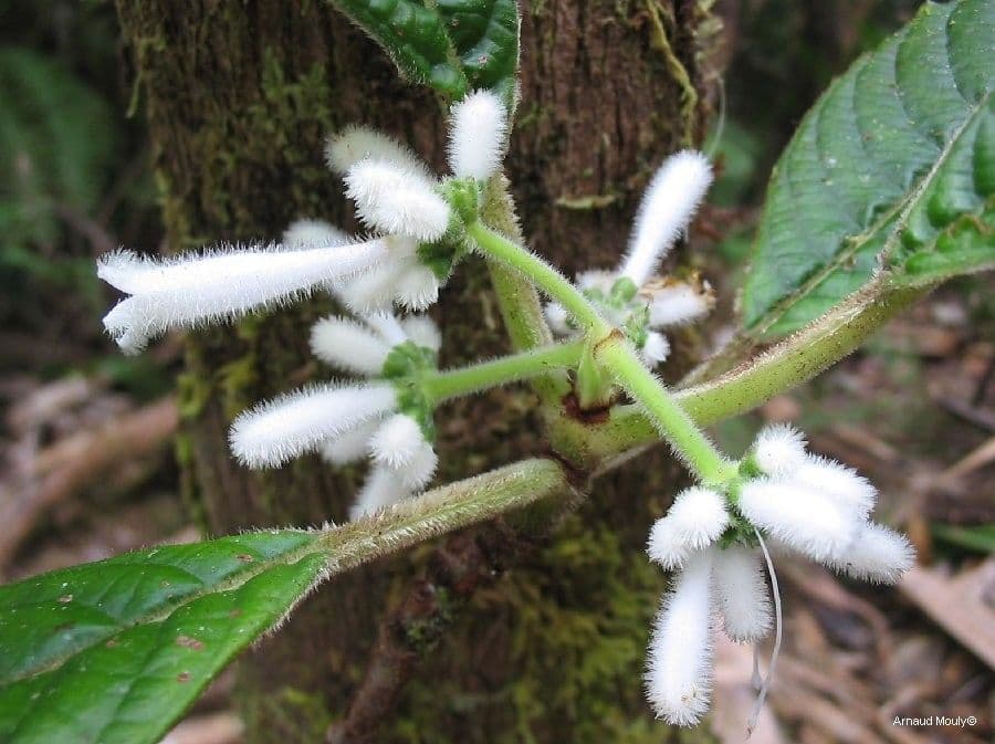 Psychotria 2